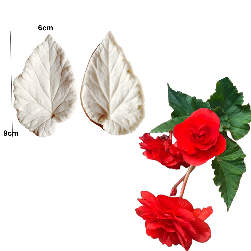 Begonia Tuberous Veiner Silico - đánh giá và giá Eco Art Craft